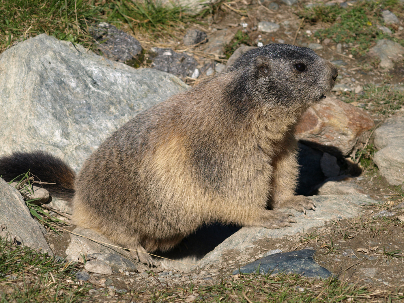  Marmot 